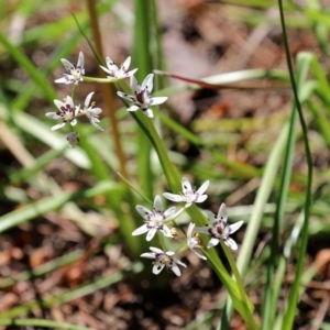 Wurmbea dioica subsp. dioica at Fadden, ACT - 3 Oct 2020