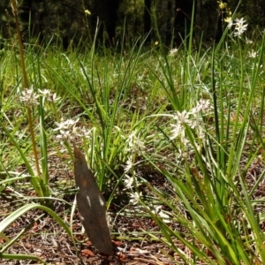 Wurmbea dioica subsp. dioica at Fadden, ACT - 3 Oct 2020