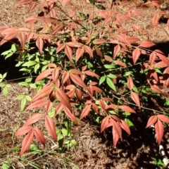 Nandina domestica (Sacred Bamboo) at Fadden, ACT - 3 Oct 2020 by RodDeb