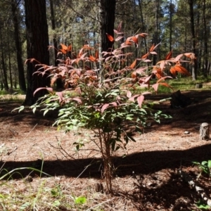 Nandina domestica at Fadden, ACT - 3 Oct 2020