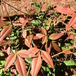 Nandina domestica at Fadden, ACT - 3 Oct 2020