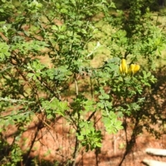 Genista monspessulana (Cape Broom, Montpellier Broom) at Fadden, ACT - 3 Oct 2020 by RodDeb