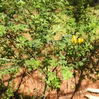 Genista monspessulana (Cape Broom, Montpellier Broom) at Fadden, ACT - 3 Oct 2020 by RodDeb