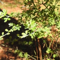 Genista monspessulana at Fadden, ACT - 3 Oct 2020