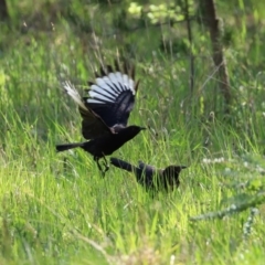 Corcorax melanorhamphos (White-winged Chough) at Fadden, ACT - 3 Oct 2020 by RodDeb