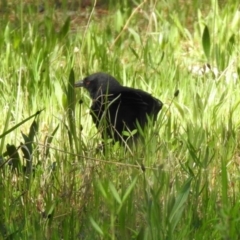 Corcorax melanorhamphos at Fadden, ACT - 3 Oct 2020