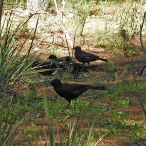 Corcorax melanorhamphos at Fadden, ACT - 3 Oct 2020