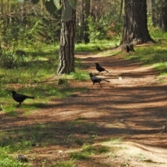 Corcorax melanorhamphos at Fadden, ACT - 3 Oct 2020