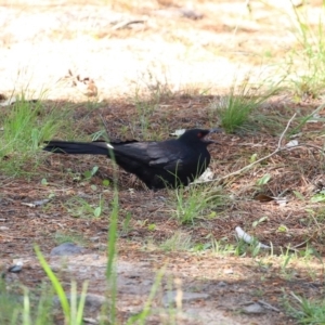 Corcorax melanorhamphos at Fadden, ACT - 3 Oct 2020