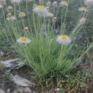 Leucochrysum albicans subsp. tricolor at Latham, ACT - 3 Oct 2020