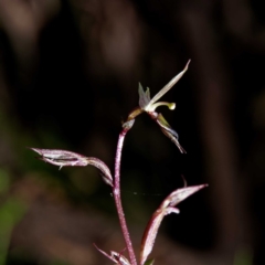 Acianthus exsertus (Large Mosquito Orchid) at Paddys River, ACT - 16 Jun 2020 by DPRees125