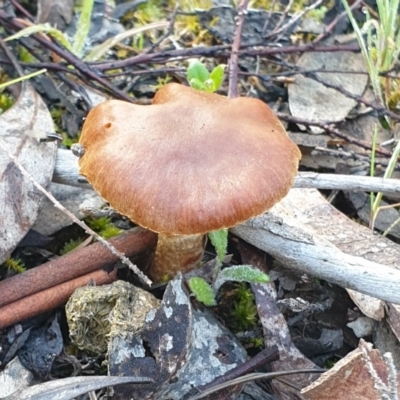 Laccaria sp. (Laccaria) at Cook, ACT - 28 Sep 2020 by drakes