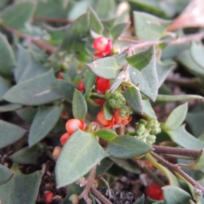 Einadia nutans (Climbing Saltbush) at Chisholm, ACT - 30 May 2020 by MichaelBedingfield