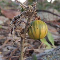 Solanum cinereum at Chisholm, ACT - 30 May 2020 07:12 PM