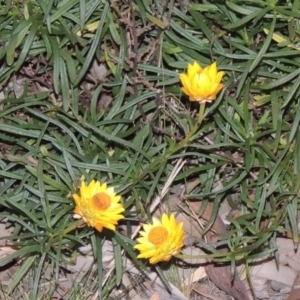 Xerochrysum viscosum at Chisholm, ACT - 30 May 2020