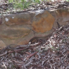 Pseudonaja textilis (Eastern Brown Snake) at Downer, ACT - 2 Oct 2020 by TimL