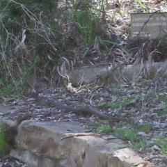 Pseudonaja textilis at Downer, ACT - 2 Oct 2020 12:42 PM