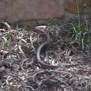 Pseudonaja textilis at Downer, ACT - 2 Oct 2020 12:42 PM