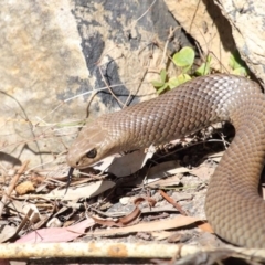 Pseudonaja textilis (Eastern Brown Snake) at ANBG - 2 Oct 2020 by TimL