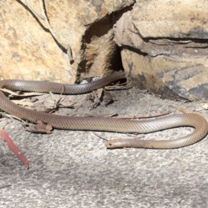 Pseudonaja textilis at Acton, ACT - 2 Oct 2020 12:54 PM