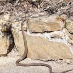 Pseudonaja textilis (Eastern Brown Snake) at Acton, ACT - 2 Oct 2020 by TimL
