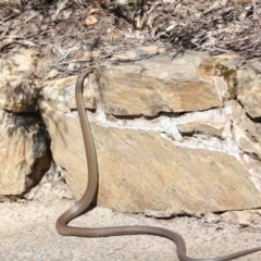 Pseudonaja textilis (Eastern Brown Snake) at ANBG - 2 Oct 2020 by TimL