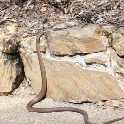 Pseudonaja textilis (Eastern Brown Snake) at ANBG - 2 Oct 2020 by TimL