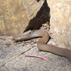 Pseudonaja textilis at Acton, ACT - 2 Oct 2020 12:58 PM