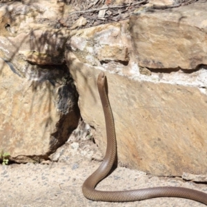 Pseudonaja textilis at Acton, ACT - 2 Oct 2020