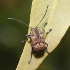 Cadmus (Cadmus) gigas (Leaf beetle) at Acton, ACT - 2 Oct 2020 by TimL