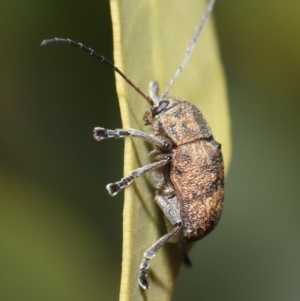 Cadmus (Cadmus) gigas at Acton, ACT - 2 Oct 2020