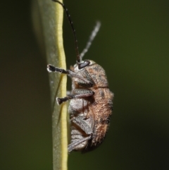 Cadmus (Cadmus) gigas at Acton, ACT - 2 Oct 2020