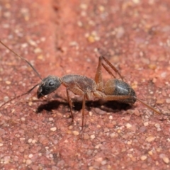 Camponotus consobrinus (Banded sugar ant) at Acton, ACT - 2 Oct 2020 by Tim L