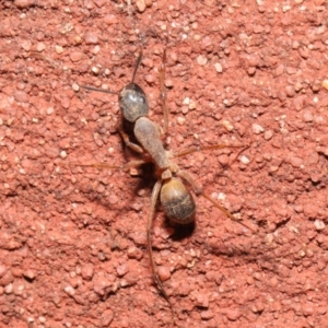 Camponotus consobrinus at Acton, ACT - 2 Oct 2020