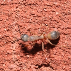 Camponotus consobrinus at Acton, ACT - 2 Oct 2020