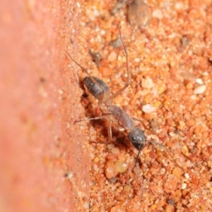 Camponotus consobrinus at Acton, ACT - 2 Oct 2020