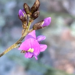 Glycine clandestina at Burra, NSW - 2 Oct 2020 12:16 PM