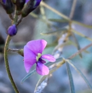 Glycine clandestina at Burra, NSW - 2 Oct 2020 12:16 PM