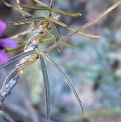 Glycine clandestina at Burra, NSW - 2 Oct 2020 12:16 PM