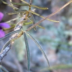 Glycine clandestina at Burra, NSW - 2 Oct 2020