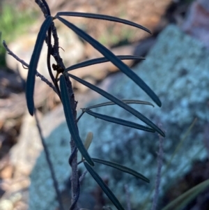 Glycine clandestina at Burra, NSW - 2 Oct 2020 12:16 PM