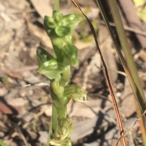 Hymenochilus sp. at Kambah, ACT - 2 Oct 2020