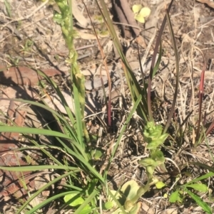 Hymenochilus sp. at Kambah, ACT - 2 Oct 2020