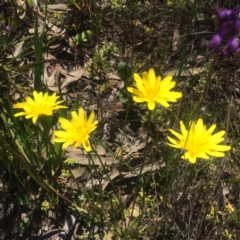 Microseris walteri (Yam Daisy, Murnong) at Kambah, ACT - 2 Oct 2020 by George