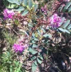 Indigofera australis subsp. australis (Australian Indigo) at Kambah, ACT - 2 Oct 2020 by George