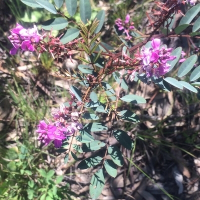 Indigofera australis subsp. australis (Australian Indigo) at Little Taylor Grasslands - 2 Oct 2020 by George