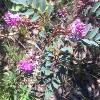 Indigofera australis subsp. australis (Australian Indigo) at Kambah, ACT - 2 Oct 2020 by George