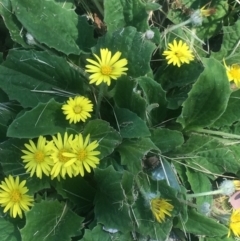 Cymbonotus sp. (preissianus or lawsonianus) (Bears Ears) at Kambah, ACT - 2 Oct 2020 by George