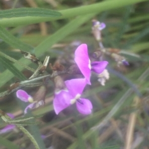 Glycine clandestina at Kambah, ACT - 2 Oct 2020