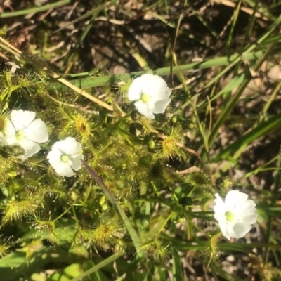 Drosera auriculata (Tall Sundew) at Kambah, ACT - 2 Oct 2020 by George